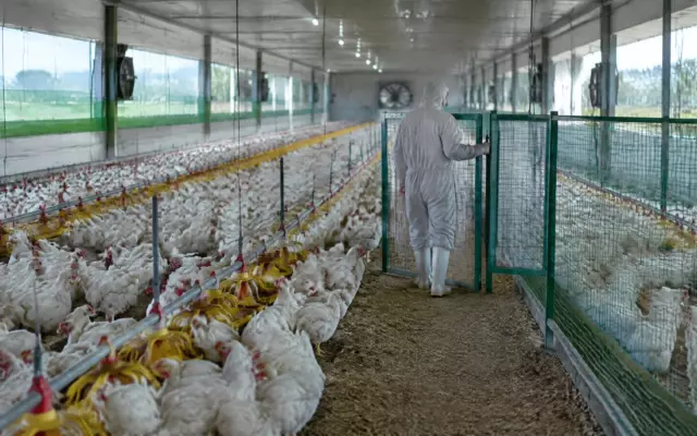 Акции MBRF упали более чем на 4% после вспышки болезни Ньюкасла в Бразилии